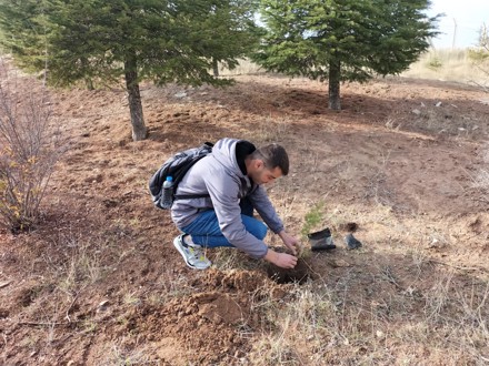 Her Çalışan Bir Fidan